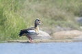 Egyptian goose walking beside river, low angle view