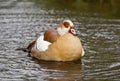 Egyptian Goose On The Water. Bird In Natural Environment.