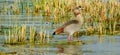 Egyptian Goose