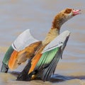 Egyptian Goose With Wings Spread