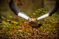 Egyptian goose (Alopochen aegyptiaca) hovering over vibrant foliage, its wings spread wide in flight Royalty Free Stock Photo