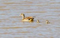 Egyptian goose (Alopochen aegyptiaca), a species of goose belonging to the family duck.