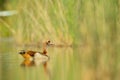 Egyptian goose (Alopochen aegyptiacus) Royalty Free Stock Photo