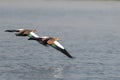 Egyptian gooses flying by at chobe national park in Botswana in Africa