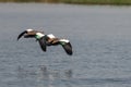 Egyptian gooses flying by at chobe national park in Botswana in Africa