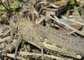 Egyptian Grasshopper - Anacridium aegyptium