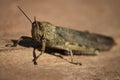 Egyptian Grasshopper - Anacridium aegyptium