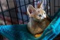 Egyptian hairless cat on a blue hanging lounger. The Sphynx cat is a breed of cat known for its lack of coat Royalty Free Stock Photo