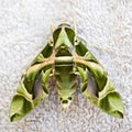 Egyptian Hawkmoth