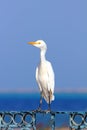 Egyptian heron - Bubulcus ibis Royalty Free Stock Photo