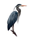 Egyptian heron, Great blue heron from multicolored paints. Splash of watercolor, colored drawing, realistic Royalty Free Stock Photo