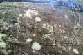 Petroglyphs carved into rocks at Gosford Australia