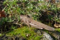 Egyptian locust (Anacridium aegyptium)