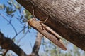 Egyptian locust, grasshopper