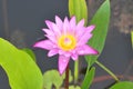 Egyptian Lotus Flower with raindrops