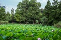 Egyptian lotus on the lake Royalty Free Stock Photo