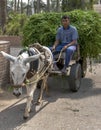 An Egyptian man riding on an cart being driven by a donkey at Saqqara in Egypt.