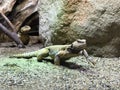 Egyptian mastigure Uromastyx aegyptia, Egyptian spiny-tailed lizard, Leptiens mastigure, Egyptian dabb lizard Royalty Free Stock Photo