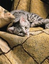 Egyptian mau Royalty Free Stock Photo