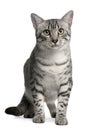 Egyptian Mau Cat, 7 months old, sitting Royalty Free Stock Photo