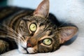 Egyptian Mau cat - big eyes Royalty Free Stock Photo