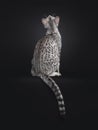 Egyptian Mau cat on black background Royalty Free Stock Photo