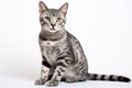 Egyptian Mau Cat Upright On A White Background