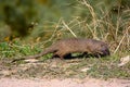 Egyptian mongoose Royalty Free Stock Photo