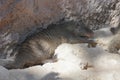 The Egyptian mongoose Herpestes ichneumon, also known as ichneumon, is a mongoose species native to the Iberian Peninsula Royalty Free Stock Photo