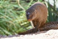 The Egyptian mongoose Herpestes ichneumon, also known as ichneumon, is a mongoose species native to the Iberian Peninsula Royalty Free Stock Photo