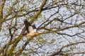 Egyptian nile goose alopochen aegyptiaca in flight, branches