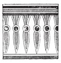 Egyptian ornament draws Beni Hassan tombs, vintage engraving