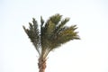 Egyptian palm trees of the Sahara desert -Egypt 448
