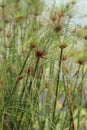 Egyptian papyrus sedge plant Royalty Free Stock Photo