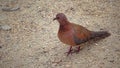 Egyptian pigeon on the territory of the hotel, tame birds, Egypt`s avifauna, a bird