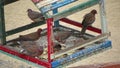 Egyptian pigeons on the territory of the hotel, tame birds, Egypt`s avifauna, a bird