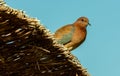 Egyptian pigeons on the territory of the hotel, tame birds, Egypt\'s avifauna, a bird