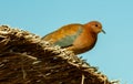 Egyptian pigeons on the territory of the hotel, tame birds, Egypt\'s avifauna, a bird