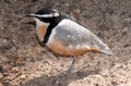 Egyptian plover