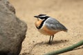 Egyptian plover Royalty Free Stock Photo