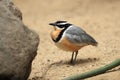 Egyptian plover