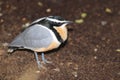 Egyptian plover Royalty Free Stock Photo