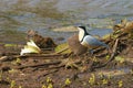 Egyptian plover in Gambia