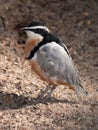 Egyptian plover (Pluvianus aegyptius)