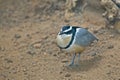 Egyptian Plover, Pluvianus aegyptius, close up Royalty Free Stock Photo