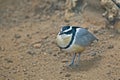 Egyptian Plover, Pluvianus aegyptius, close up Royalty Free Stock Photo
