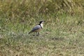 Egyptian plover, Pluvianus aegyptius