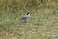 Egyptian plover, Pluvianus aegyptius