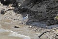 Egyptian plover, Pluvianus aegyptius