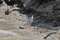 Egyptian plover, Pluvianus aegyptius